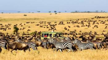 6 DAYS WIlDEBEESTS MIGRATION NDUTU