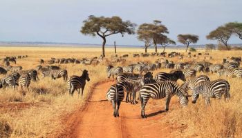 4 Days Tarangire And Ngorongoro National Park Tour
