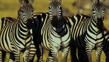 7 Days Tanzania Safari Tour