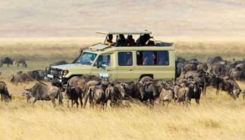 5 Days Wildebeests Migration In Ndutu Tour