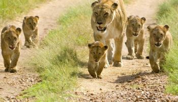 3 Days Mikumi National Park Tour