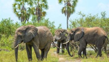 3 Days Selous National Park Tour