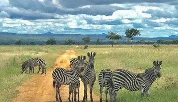 Mikumi National Park Day Trip