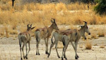 Selous National Park Day Trip