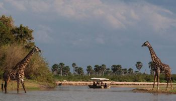 2 Days Safari In Nyerere National Park Tour