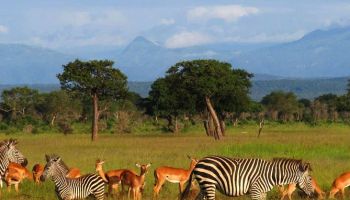 1 Day Mikumi National Park Trip