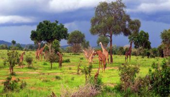 4 Days Mikumi National Park Tour