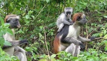 3 Days Zanzibar Combination Tour