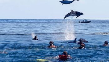 One Day Zanzibar Dolphin-Kizimkazi Tour