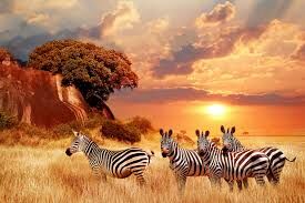The Big Cat Rush - Maasai Mara Fly-In Safari Tour