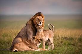 The Rhino And Chimpanzee Sanctuary - Ol Pejeta Conservancy Tour