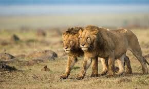 The Red Earth Safari - Tsavo East National Park Tour From The Coast