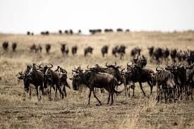 The Classic Adventure - Maasai Mara National Reserve Tour