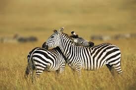 1-Day Nairobi City Safari - Wildlife Encounter Tour