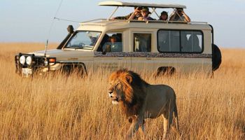 3 Day - 2 Night Maasai Mara Tour
