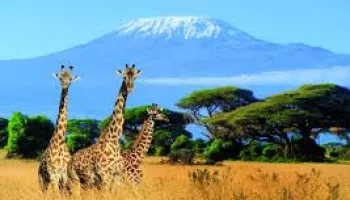 3 Night - 4 Day Kenya Package