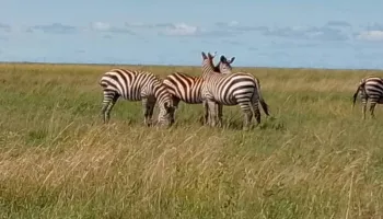 6 Days  5 Nights Kenya Tour