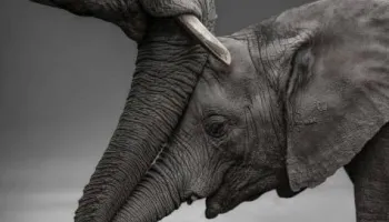 Kenya Safari 11 Days 10 Nights 4 Adults