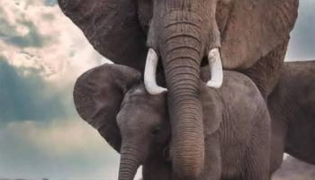 Samburu Tour Packages