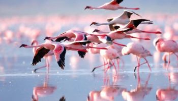 Samburu Tour Packages