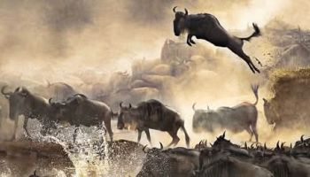 Kenya Safari 11 Days 10 Nights 4 Adults