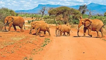 Samburu Tour Packages