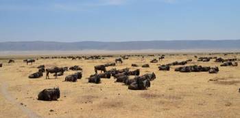 8 Days Tanzania Safari Tour