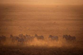 Ngorongoro Tour Packages