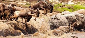Ngorongoro Tour Packages