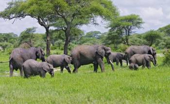 1 Day Tarangire National Park Tour