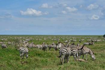 Ngorongoro Tour Packages