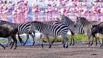 Manyara Tour Packages