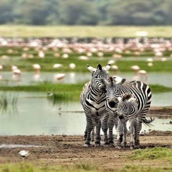 Manyara Tour Packages