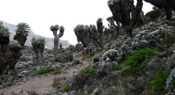 Lemosho Route 8 Days - 2 Hotel Nights Tour