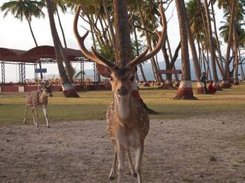 7 Night Andaman Bliss Honeymoon Tour