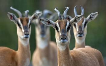 6 Days Tanzania Wildebeests and Zebras Migration