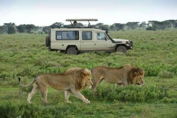 6 Days Tanzania Wildebeests and Zebras Migration