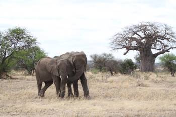 Arusha Tour Packages