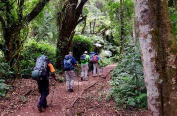 8 Days Kilimanjaro - Lemosho Route Tour