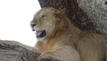 8 Days Of Wilderness In Luxury Tour