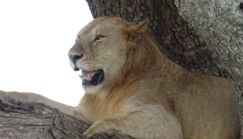 8 Days Of Wilderness In Luxury Tour