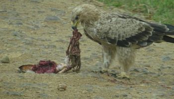 Manyara Tour Packages