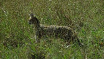 Ngorongoro Tour Packages