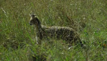 Ngorongoro Tour Packages