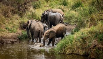 2 Days Tanzania Safari Tour