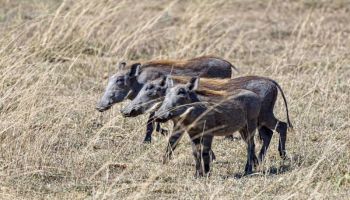 5 Days Wildlife Safari Tour