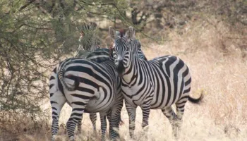 5 Days Luxury Safari For The Sense - Option 2