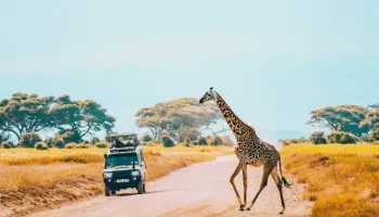 3 Days - From Zanzibar’s Shores To Seronera’s Roars Options - 1