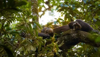 Entebbe Tour Packages