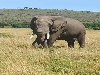 3 N 4 Days Masi Mara Package